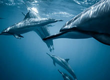 hth直播中心-【欧冠】格子头筹 登贝莱传射中锋造2球 巴萨3比0胜